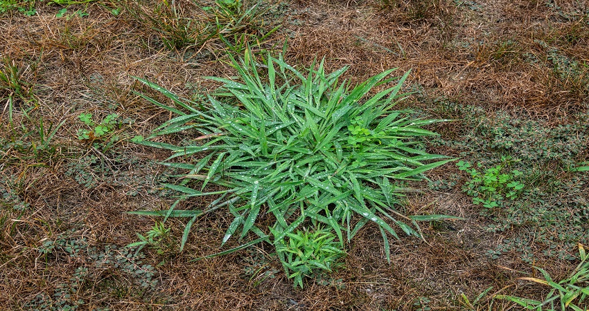 How To Get Rid Of Crabgrass For Good Deo Landscaping